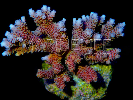 Acropora hyacinthus