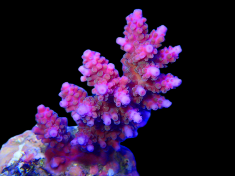 Acropora insignis 6-10cm Purple