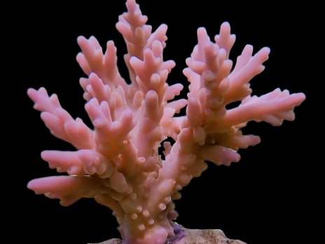 Acropora jacquelineae 4-6cm Pink/Blue