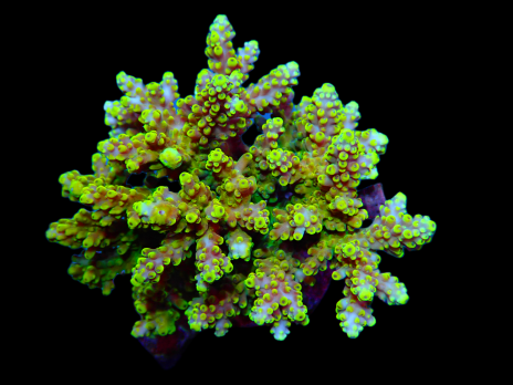 Acropora latistella S Red Yellow
