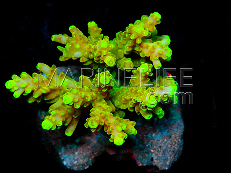 Acropora loripes