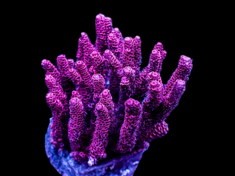 Acropora millepora 6-10cm Pink with green polypes