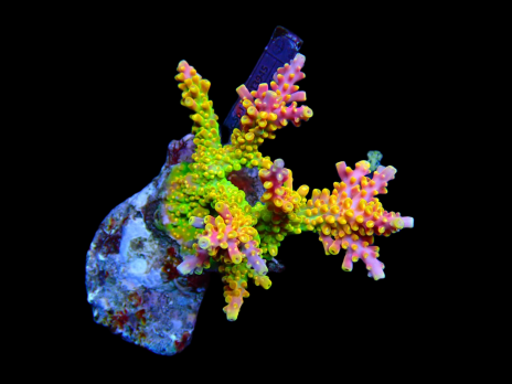 Acropora natalensis M Green red