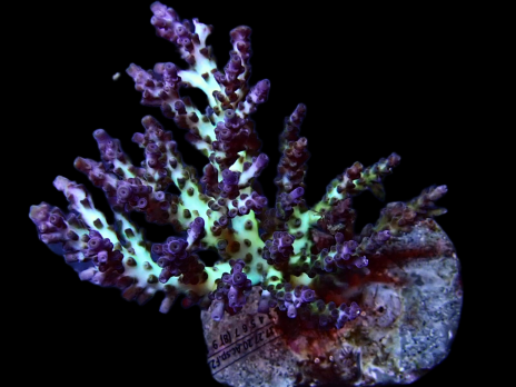Acropora plana 6-10cm Green purple