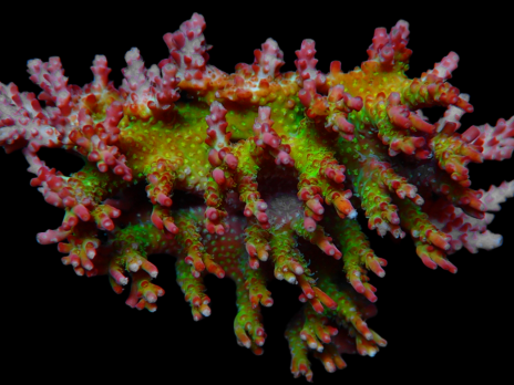 Acropora plana S Red