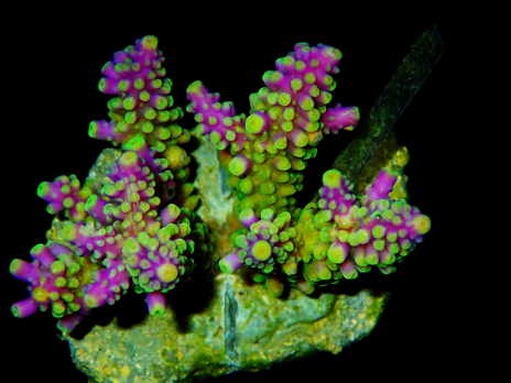Acropora secale 6-10cm Green purple