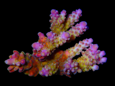 Acropora secale M Purple