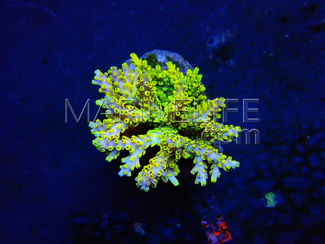 Acropora selago