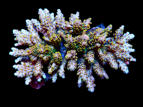 Acropora selago 6-10cm Yellow