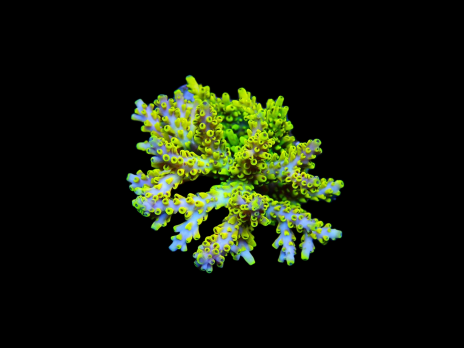Acropora selago S Pikachu