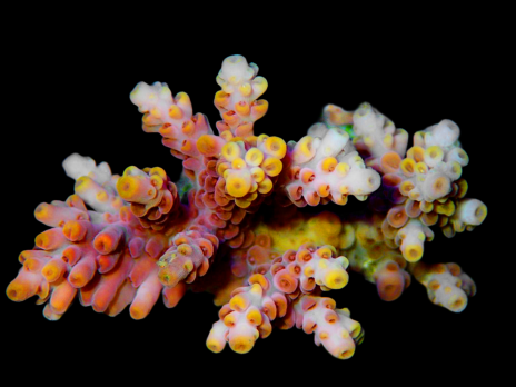 Acropora selago S Red yellow