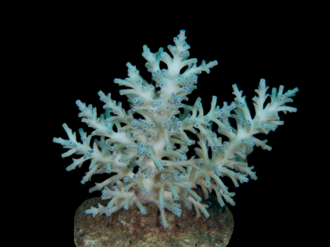 Acropora speciosa M Blue pastel