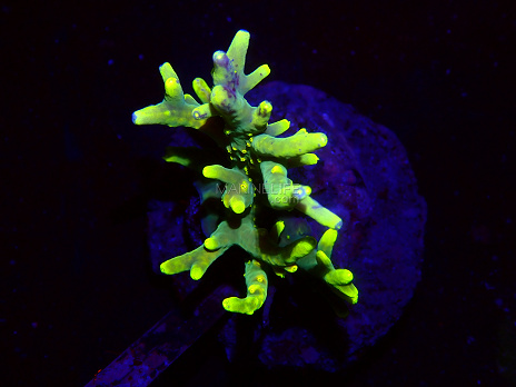 Acropora spp selected N07