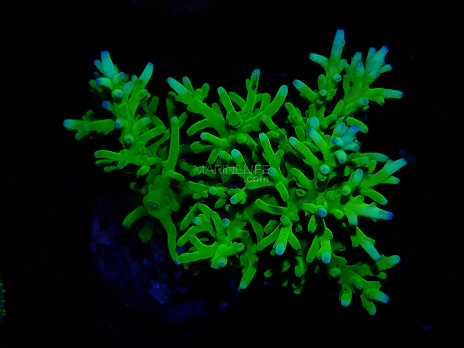 Acropora spp selected N18