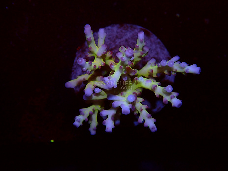 Acropora spp selected N25