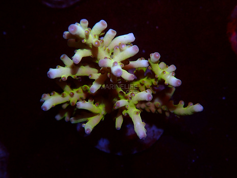Acropora spp selected N29