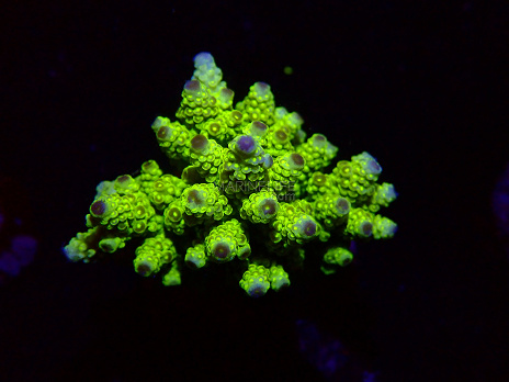 Acropora spp selected N39