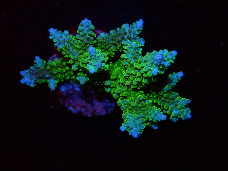 Acropora spp selected N45
