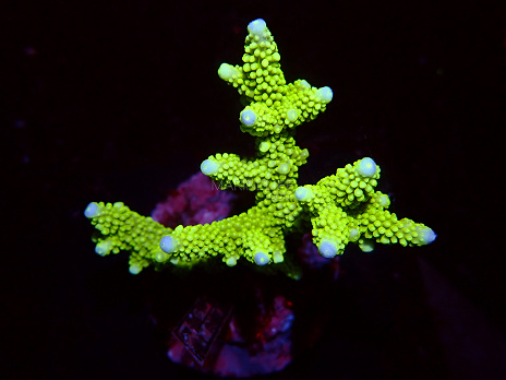 Acropora spp selected N56