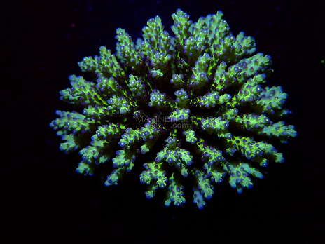 Acropora spp selected N78