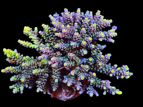 Acropora tenuis 4-6cm Armageddon