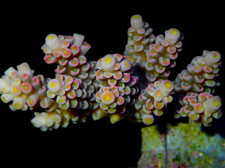 Acropora tenuis S Red