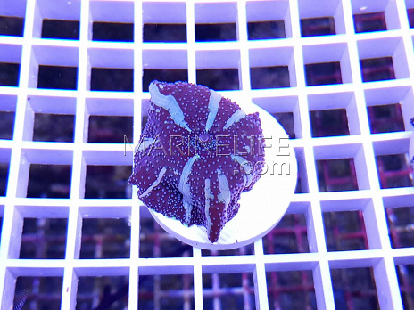 Actinodiscus caeruleus blue
