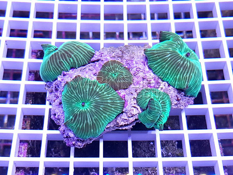 Actinodiscus striata green