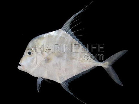 Alectis indicus Juv&eacute;nile 8-12 cm