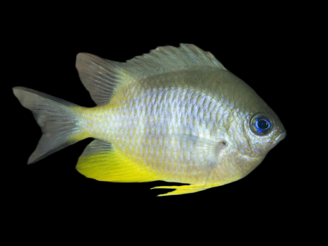 Amblyglyphidodon leucogaster 3-5 cm