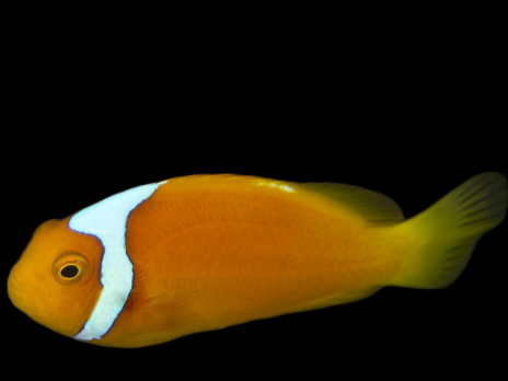 Amphiprion leucokranos M
