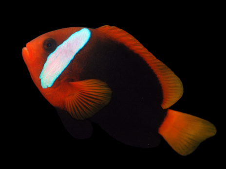 Amphiprion melanopus 4-6 cm