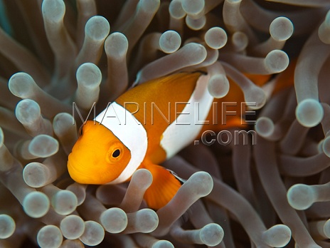 Amphiprion ocellaris