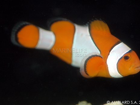 Amphiprion ocellaris 3-5cm