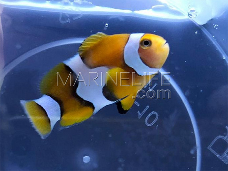 Amphiprion percula S, forme dite "de Papouasie" Elevage