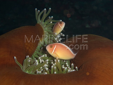 Amphiprion perideraion