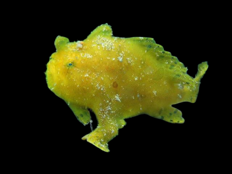 Antennarius dorehensis 4-5 cm
