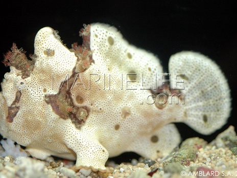 Antennarius maculatus