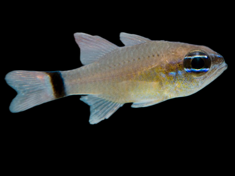 Apogon aureus 4-6 cm