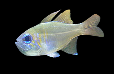 Apogon leptacanthus 4-6 cm