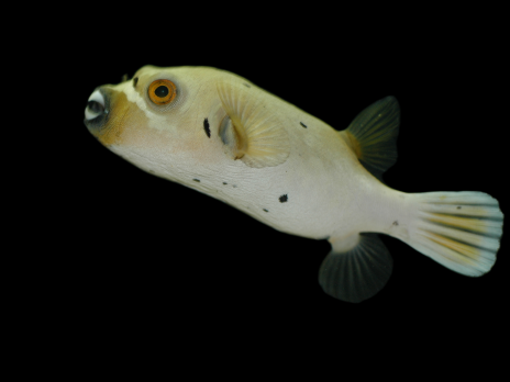 Arothron nigropunctatus M