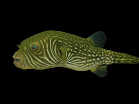 Arothron reticularis 10-15 cm