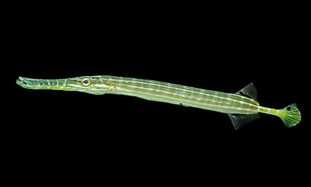 Aulostomus chinensis 10-20 cm Gris