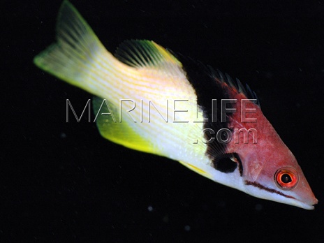 Bodianus mesothorax Adulte