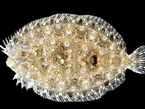 Bothus spp. M