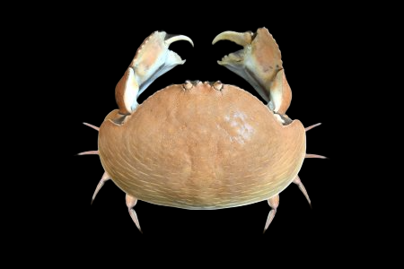 Calappa sp 4-8cm