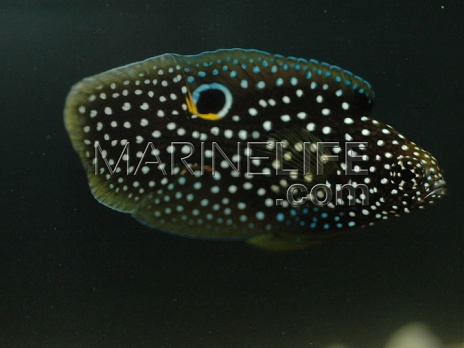 Calloplesiops altivelis