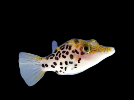 Canthigaster leoparda M