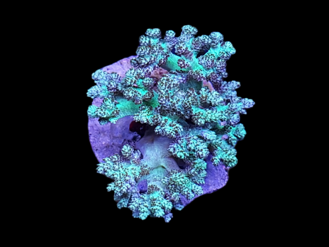Capnella sp. M