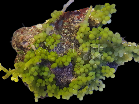 Caulerpa racemosa M